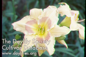 Daylily Patricia Simmons Miller
